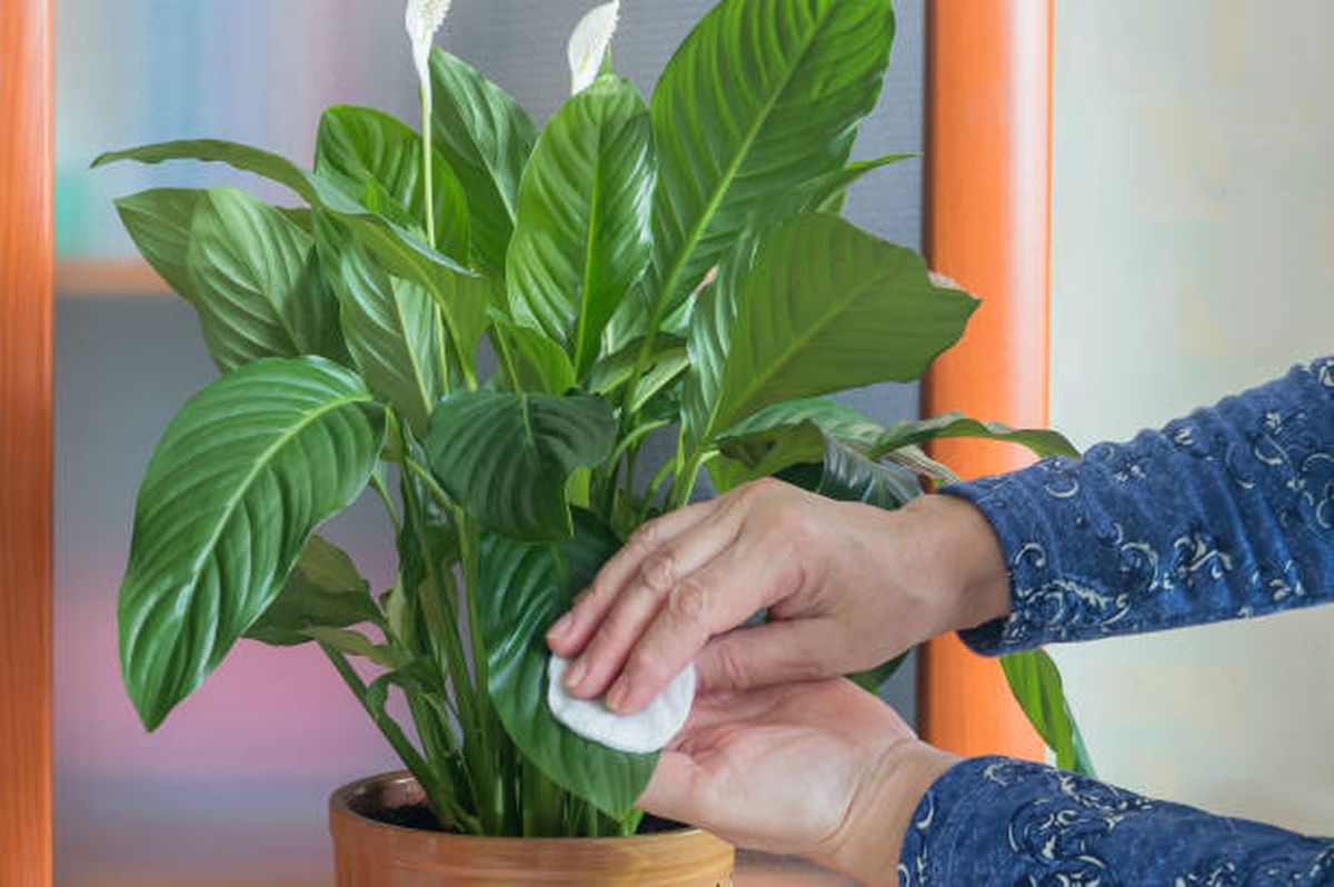 Jardinería: aprende a limpiar las hojas de tus plantas. Jardinería: aprende a limpiar las hojas de tus plantas.