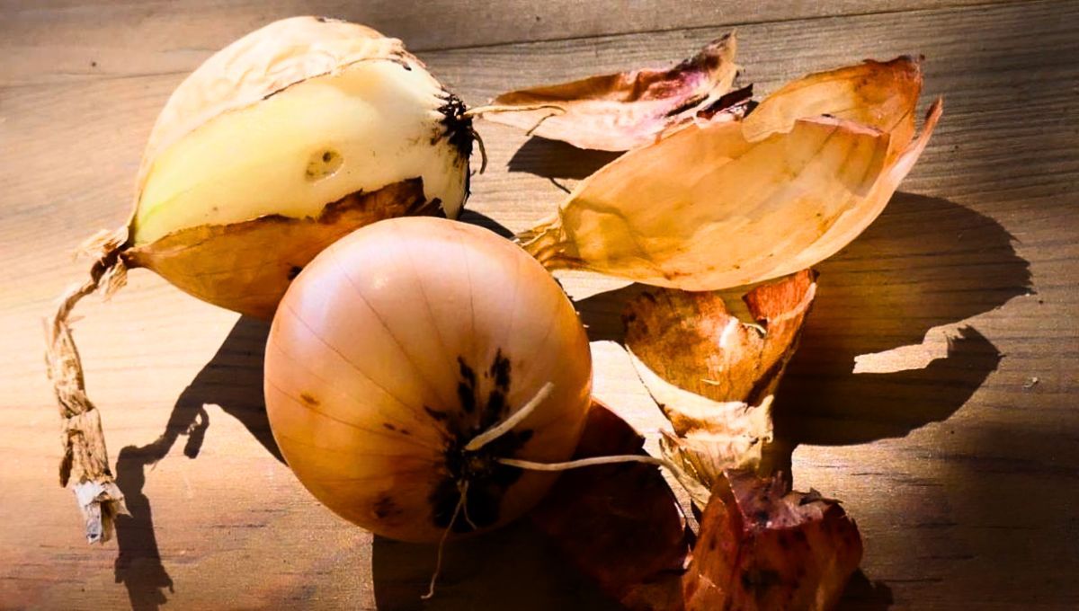 La cáscara de cebolla