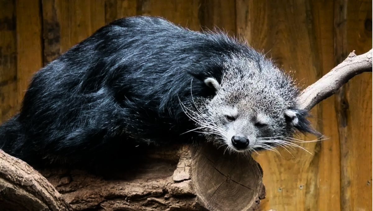 El olor a pochoclo desempeña un papel fundamental en la comunicación de este animal