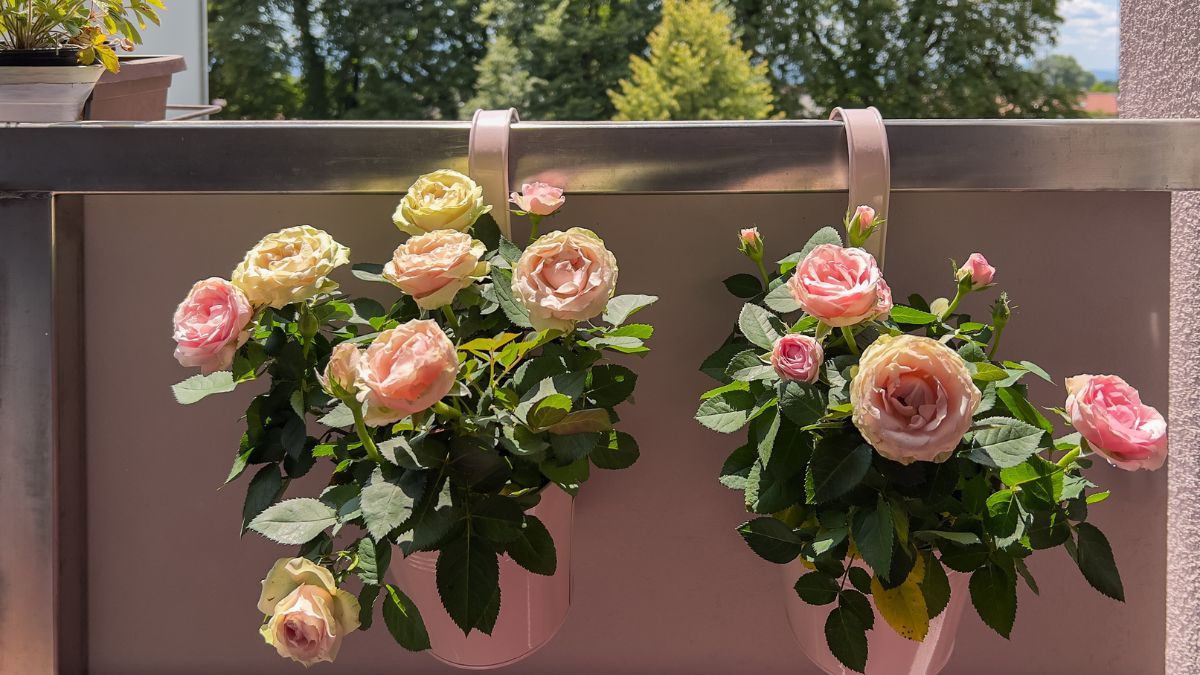 Descubrí cuáles son las mejores plantas para tener en el balcón o terraza durante mayo.