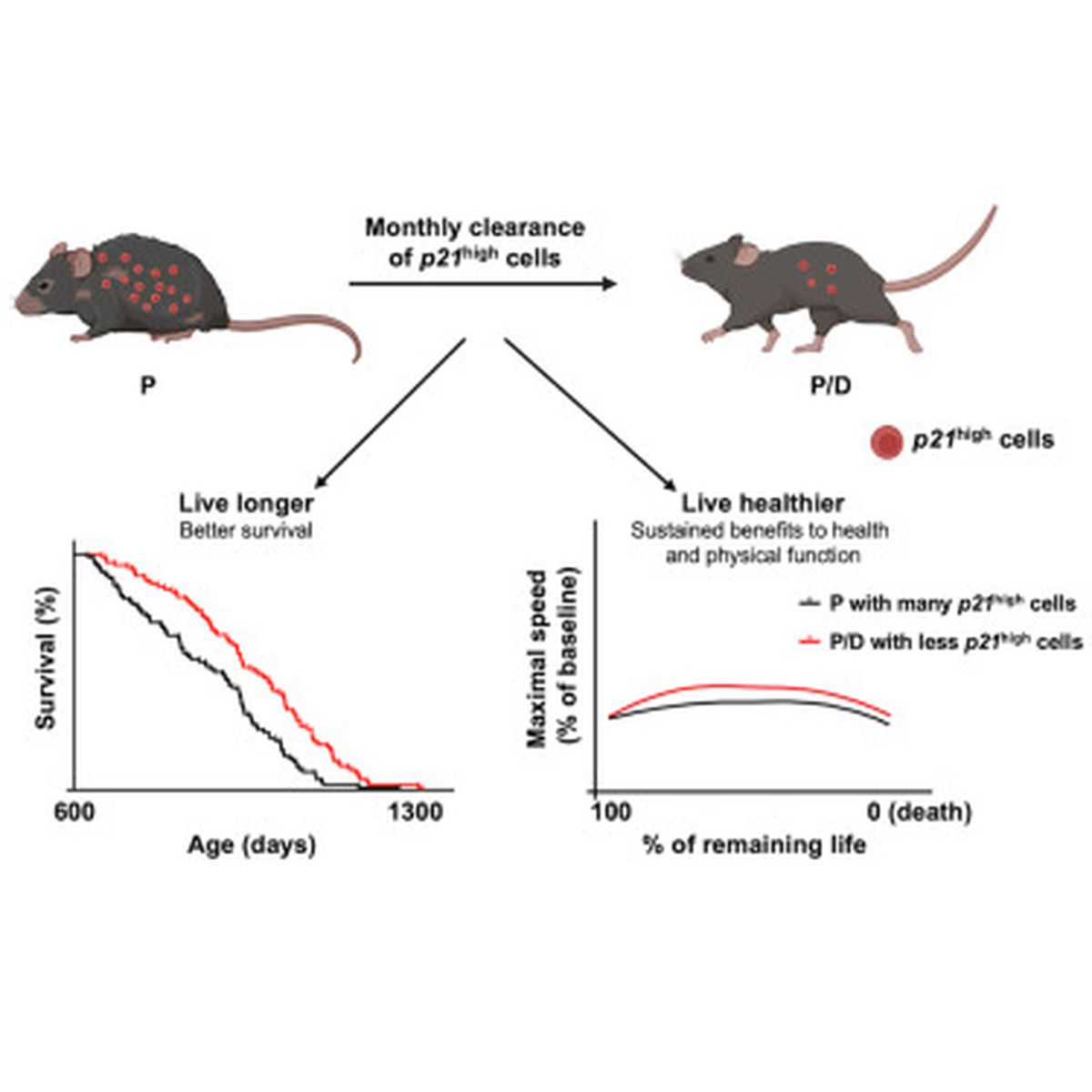 Los ratones vivieron más días, y tuvieron una vejez más activa. Los ratones vivieron más días, y tuvieron una vejez más activa.