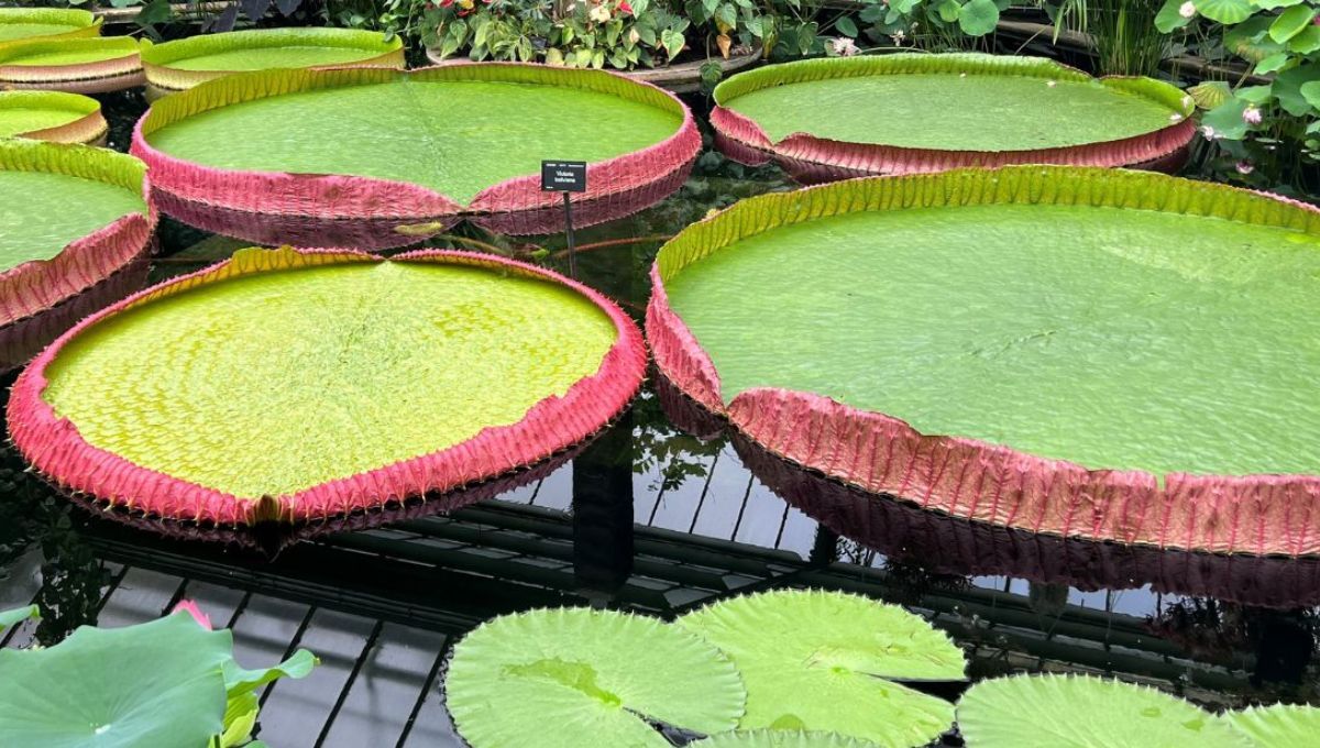 Hojas de más de 3 metros de diámetro Hojas de más de 3 metros de diámetro