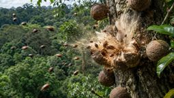 el arbol autoctono de america del sur que lanza sus semillas a 100 metros en una explosion audible a varios metros