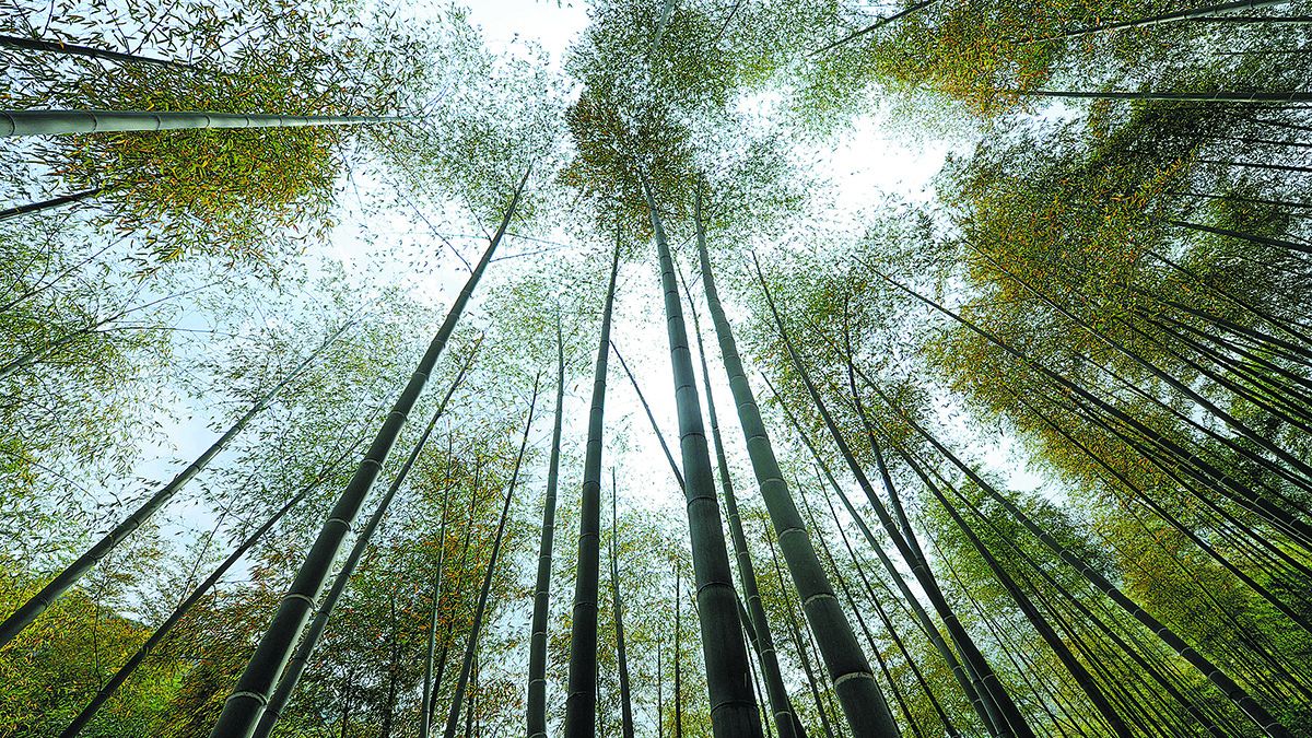 Bosques de bambú en el condado de Anji