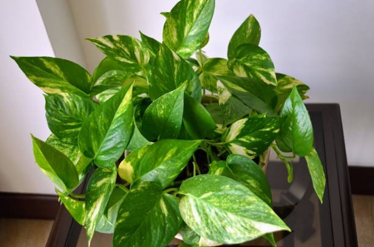 Así debes cuidar tus plantas de interior. Así debes cuidar tus plantas de interior.