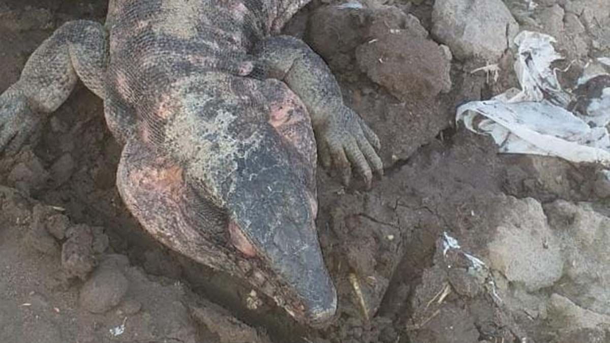 Encontraron un lagarto de más de un metro en una finca de Mendoza