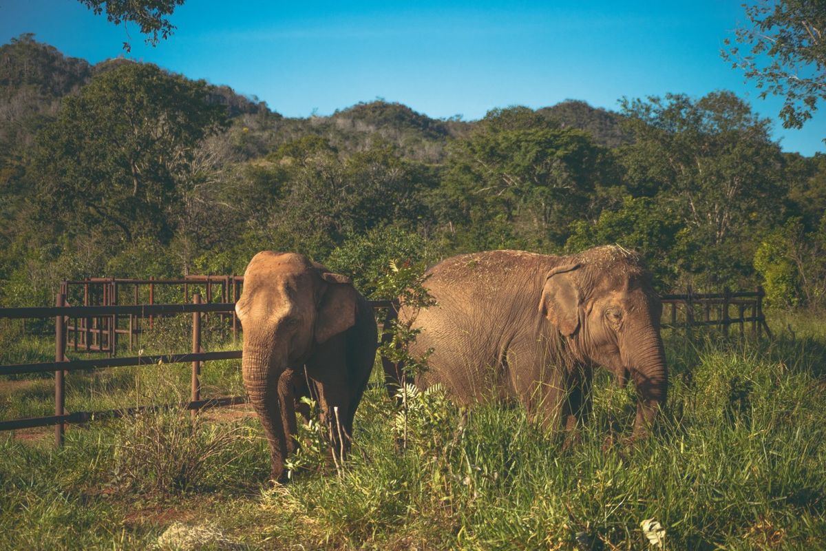 La nueva vida de las elefantas Pocha y Guillermina a 8 días de llegar al santuario de Brasil.