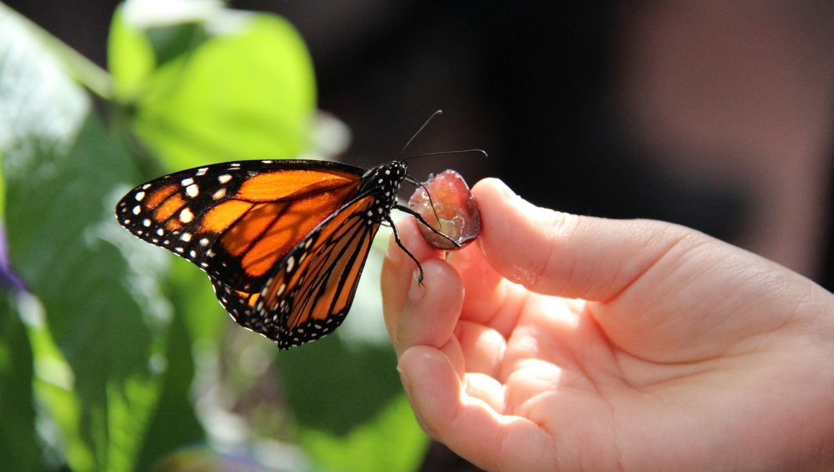 5 santuarios de la mariposa monarca que puedes visitar en México