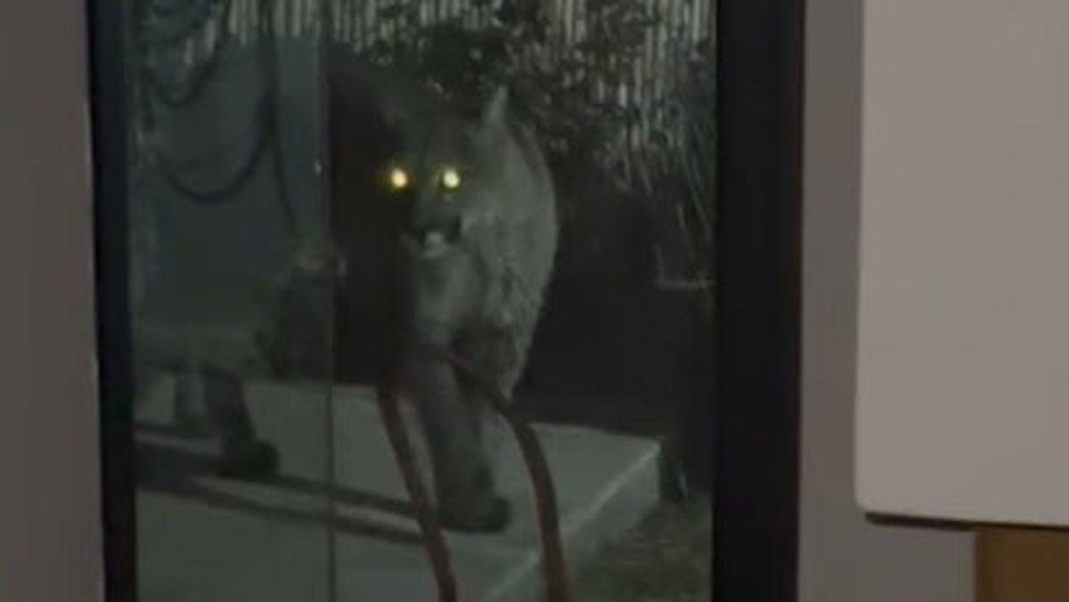 Un puma asustó a todo el barrio La Bastilla, en Las Heras, al pasearse por los patios de dos casas.