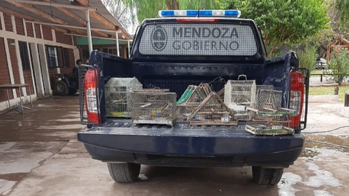Ambiente rescató del tráfico a decenas de aves silvestres en la Feria del Usado en Guaymallén. 