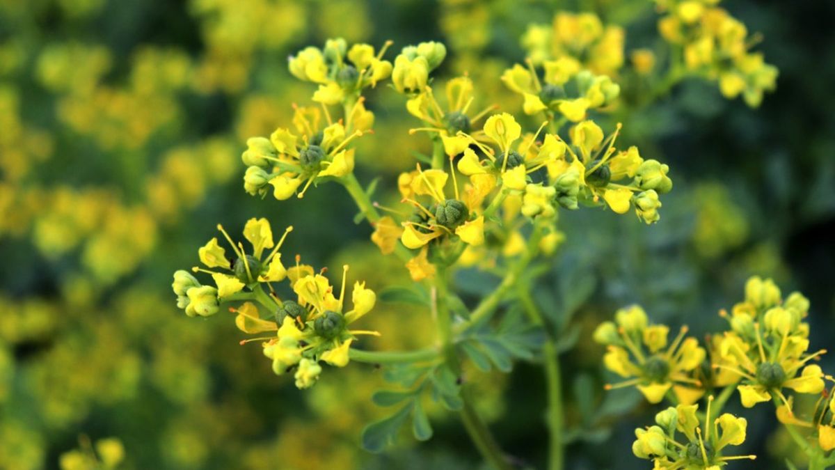 Qué significa colocar una RUDA en la ventana al jardín de casa
