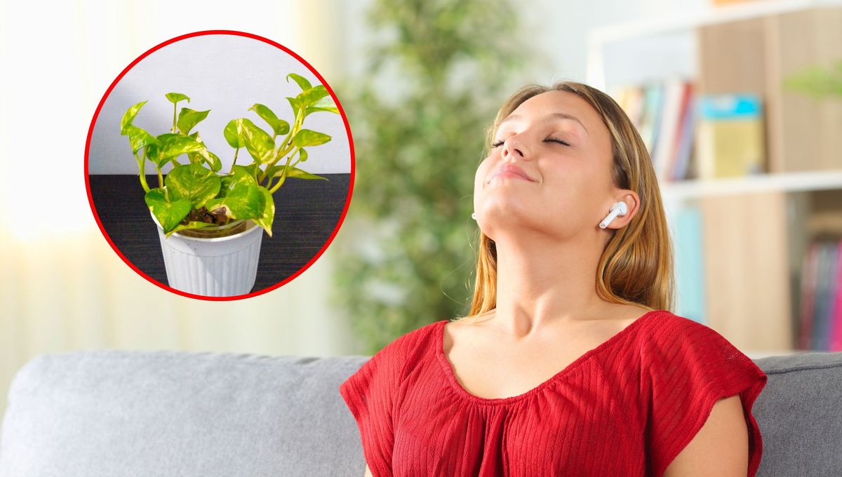 Aire puro en la habitación: cómo purificar el ambiente usando una planta de potus