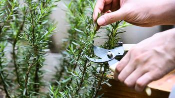 Cuál es el mejor momento para podar la planta de romero, según expertos en jardinería