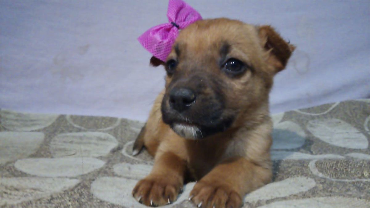 En adopción luego de ser víctima de maltrato animal en San Martín.