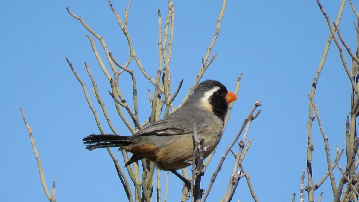 Comercio de especies silvestres. Ejemplar de Siete Cuchillos, como se lo conoce en nuestra región, o Pica Huesos, similar a los recuperados en procedimientos en las Heras y Guaymallén, junto a otras especies que estaban ilegalmente puestas en cautiverio ya la venta.