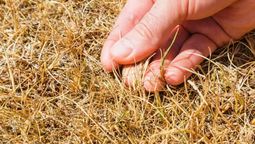 El césped del jardín puede tornarse amarillo por un grave error. El césped del jardín puede tornarse amarillo por un grave error.