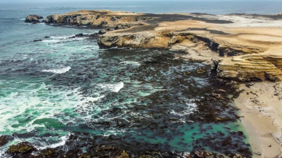 La costa central y sur de Perú alberga grandes bosques de algas, y una gran cantidad aterriza en las playas y al pie de los acantilados. Este alga es un producto muy apreciado en Asia (Imagen: Yuri Hooker) La costa central y sur de Perú alberga grandes bosques de algas, y una gran cantidad aterriza en las playas y al pie de los acantilados. Este alga es un producto muy apreciado en Asia (Imagen: Yuri Hooker)