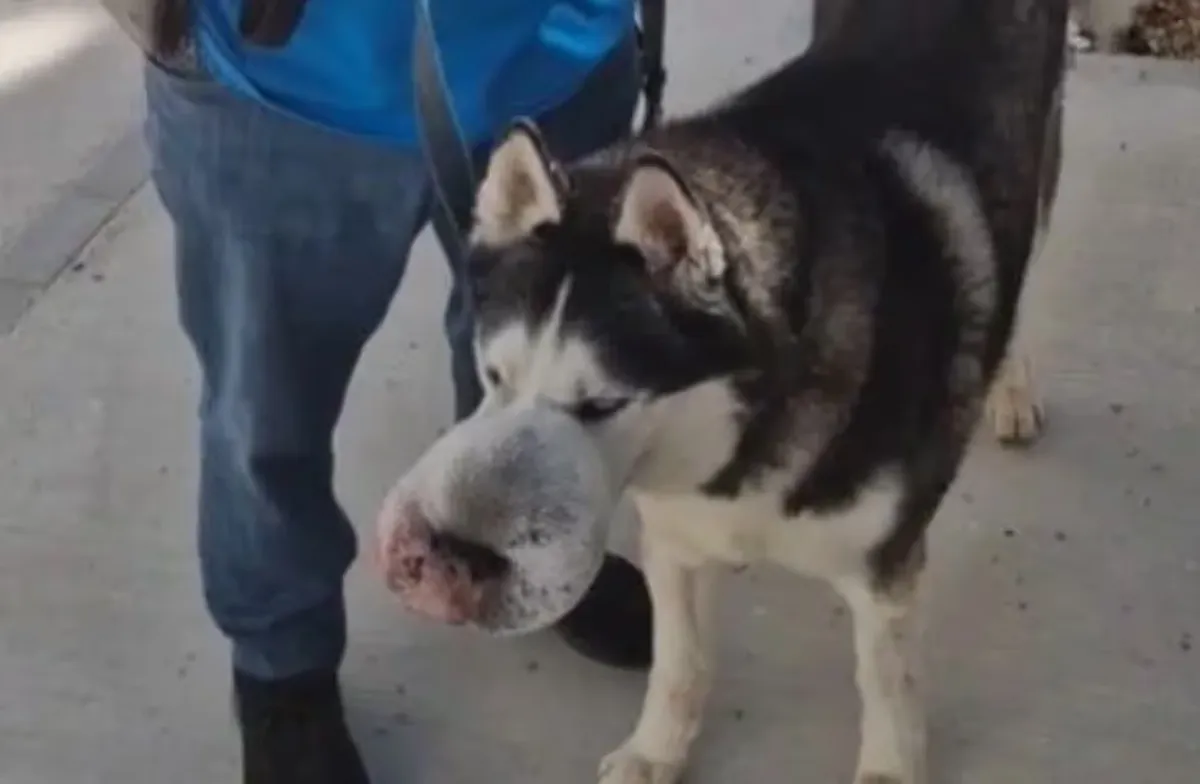 La increíble historia del perro que salvó su vida gracias a TikTok La increíble historia del perro que salvó su vida gracias a TikTok