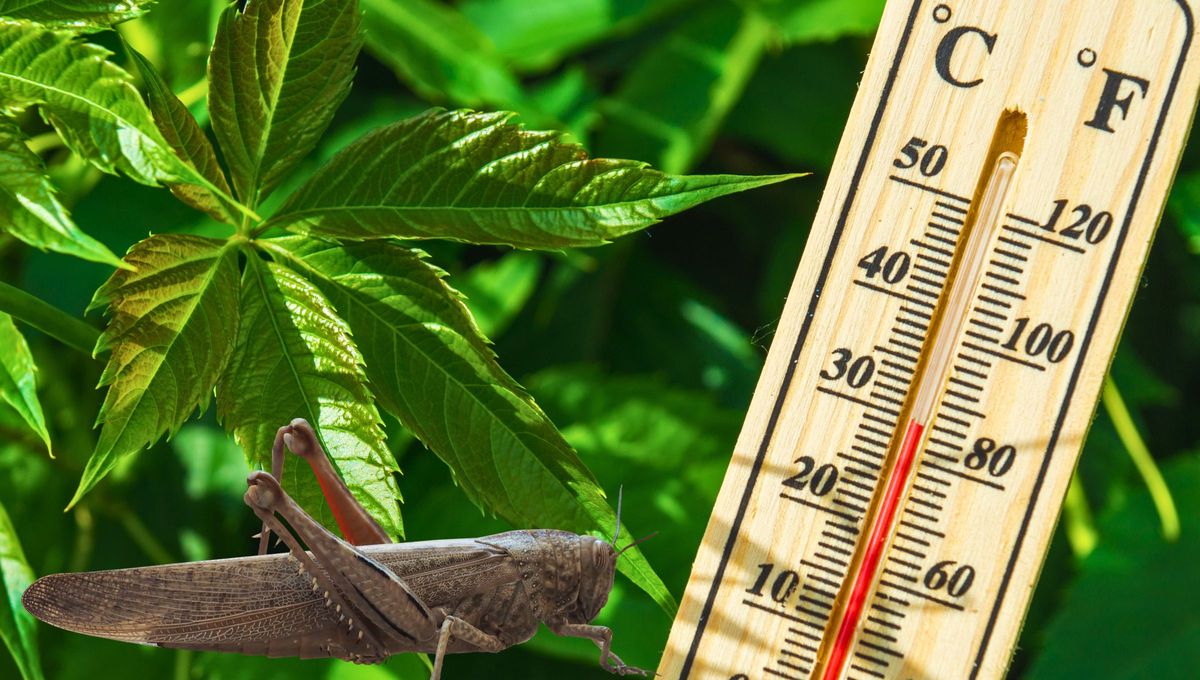 Un científico establecía una sencilla ecuación, compuesta únicamente de una división y una resta, para relacionar la frecuencia del canto de los grillos con la temperatura exterior Un científico establecía una sencilla ecuación, compuesta únicamente de una división y una resta, para relacionar la frecuencia del canto de los grillos con la temperatura exterior