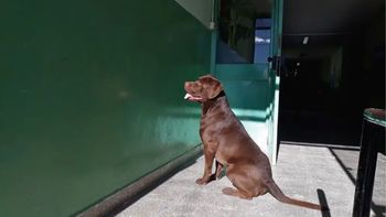 Si tu mascota se queda mirando a un punto fijo sin saber a qué, te contamos qué significa y qué quiere decir