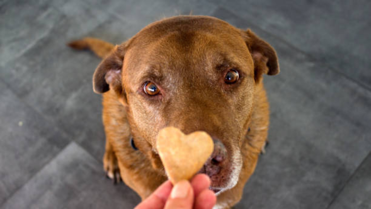 Este snack canino es peligroso para la salud.