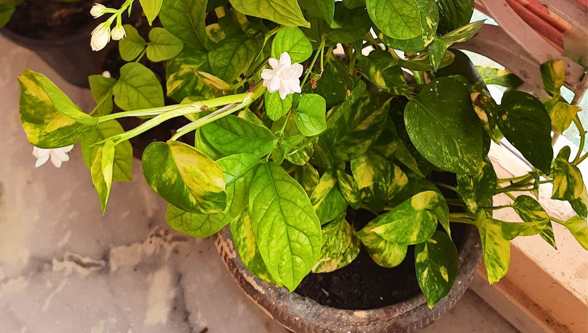 El cultivo del jazmín no solo embellece el entorno, sino que también proporciona un aroma delicado que llena el aire. El cultivo del jazmín no solo embellece el entorno, sino que también proporciona un aroma delicado que llena el aire.