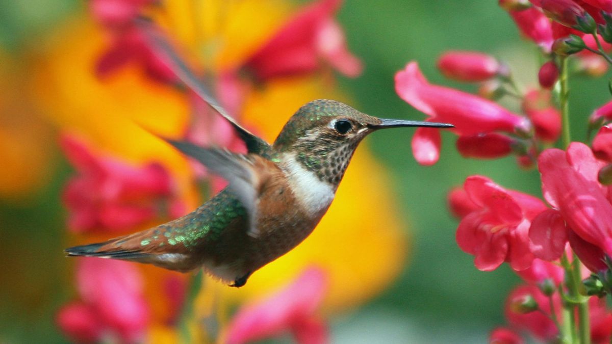 La razón por la que un colibrí visita tu jardín.