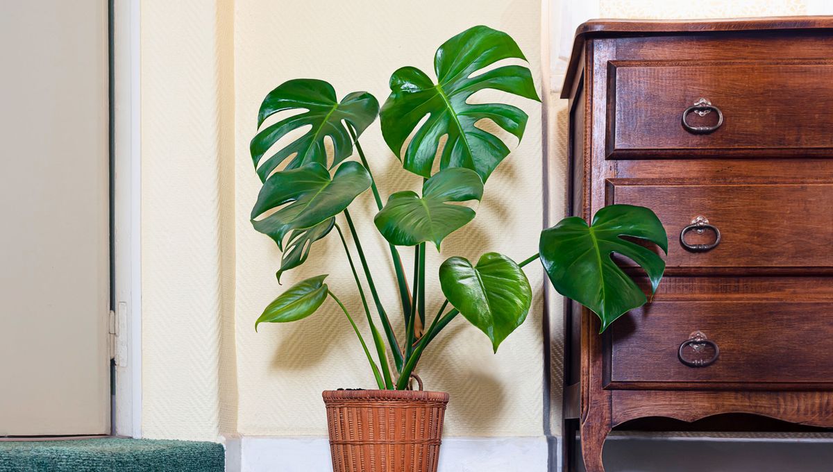 El potus se lleva muy bien con la monstera. El potus se lleva muy bien con la monstera.