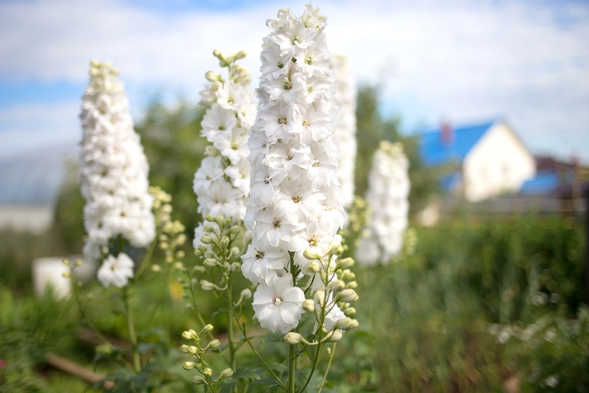 Las semillas que puedes cultivar en marzo para tener un jardín lleno de flores en verano.