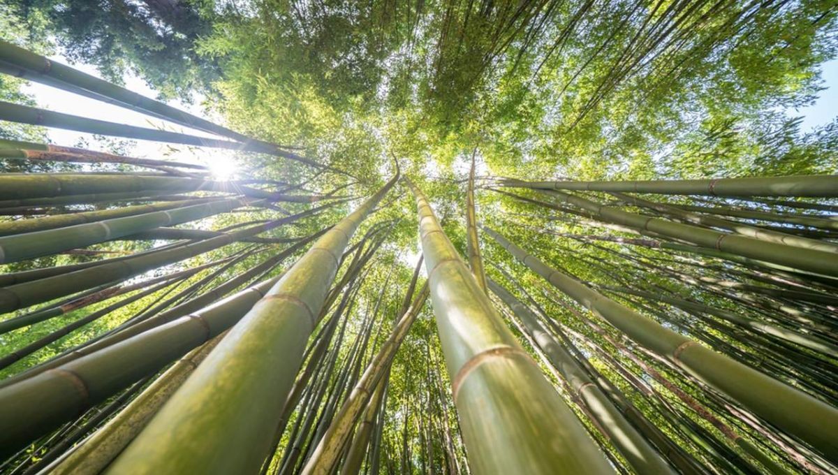 La planta de mayor crecimiento del mundo vive en América del Sur: hasta 91 cm en 24 horas