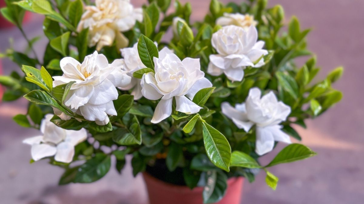 Pocos lo saben: esta es la razón por la que las hojas del jazmín se ponen amarillas en verano