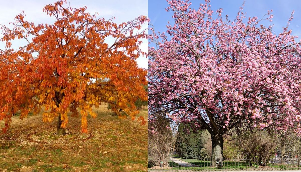 El árbol de cerezo (Prunus avium) tiñe sus hojas de un espectáculo de color en otoño, mientras que en primavera llena sus ramas de flores.