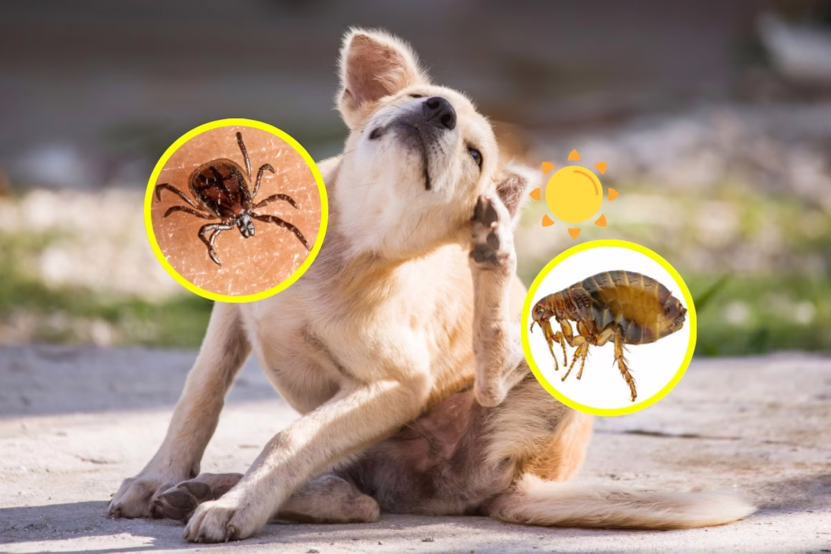 Las pulgas y garrapatas suelen aparecer en tu mascota durante la primavera.&nbsp;