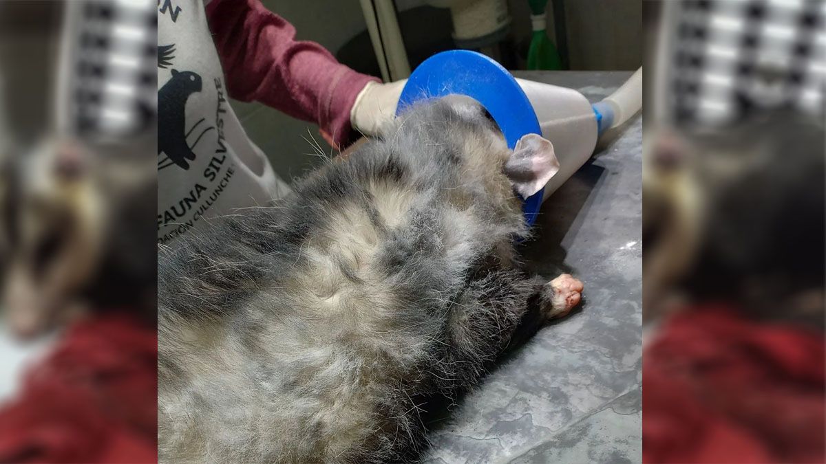 La zarigüeya fue atendida por especialistas en la Fundación Cullunche, donde evalúan su condición para decidir si es liberada o la mantienen en cautiverio para su mejor cuidado. La zarigüeya fue atendida por especialistas en la Fundación Cullunche, donde evalúan su condición para decidir si es liberada o la mantienen en cautiverio para su mejor cuidado.