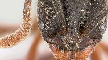 Alerta sanitaria: el insecto que no deja rastro pero cuya picadura puede ser letal Alerta sanitaria: el insecto que no deja rastro pero cuya picadura puede ser letal