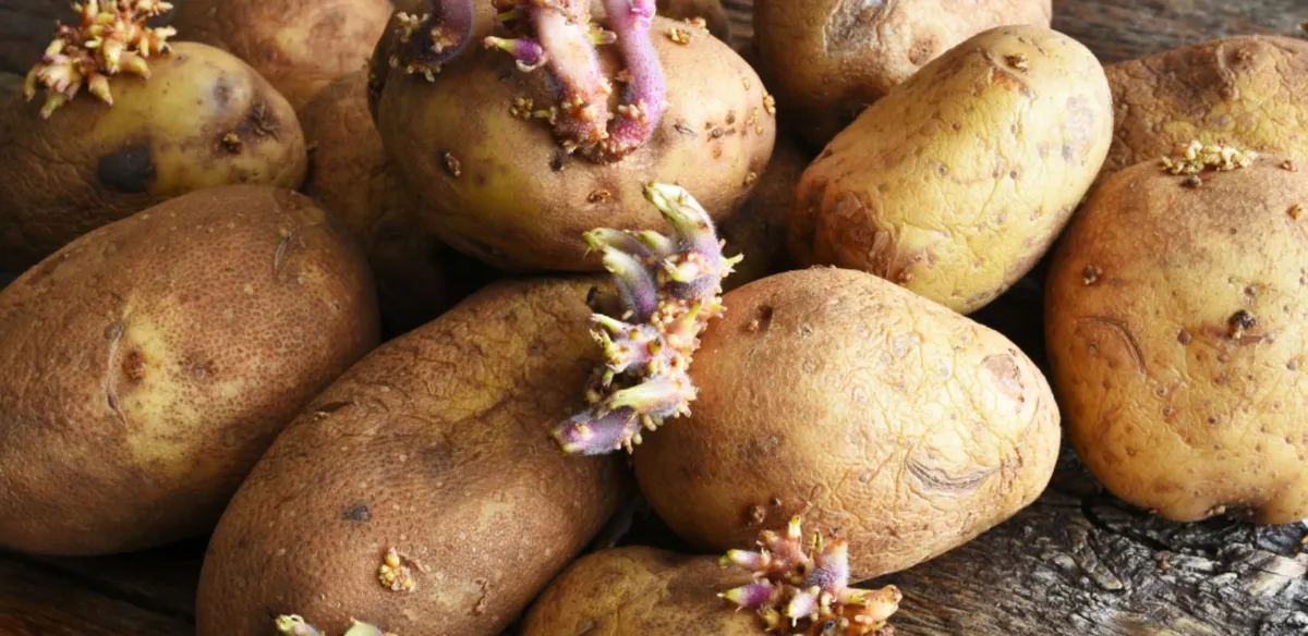 Las papas están siempre presentes en las recetas