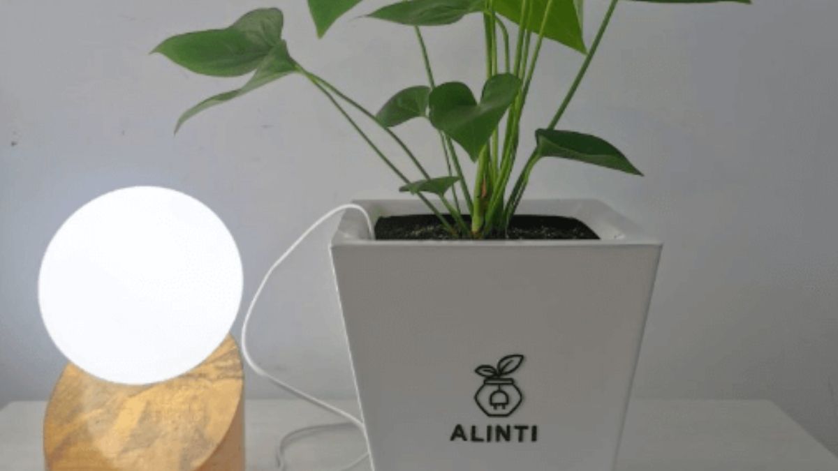 Plantas y energía eléctrica. (Foto: Alinti)