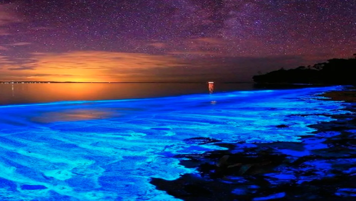 El fenómeno de la bioluminiscencia es una forma de quimioluminiscencia en la que se libera energía luminosa mediante una reacción química