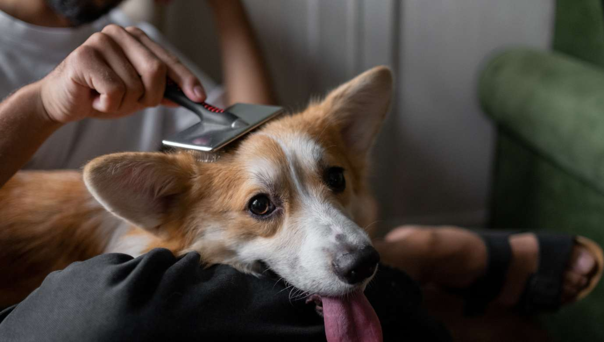 Dile adiós a los pelos de perro de tu ropa con el truco del papel aluminio