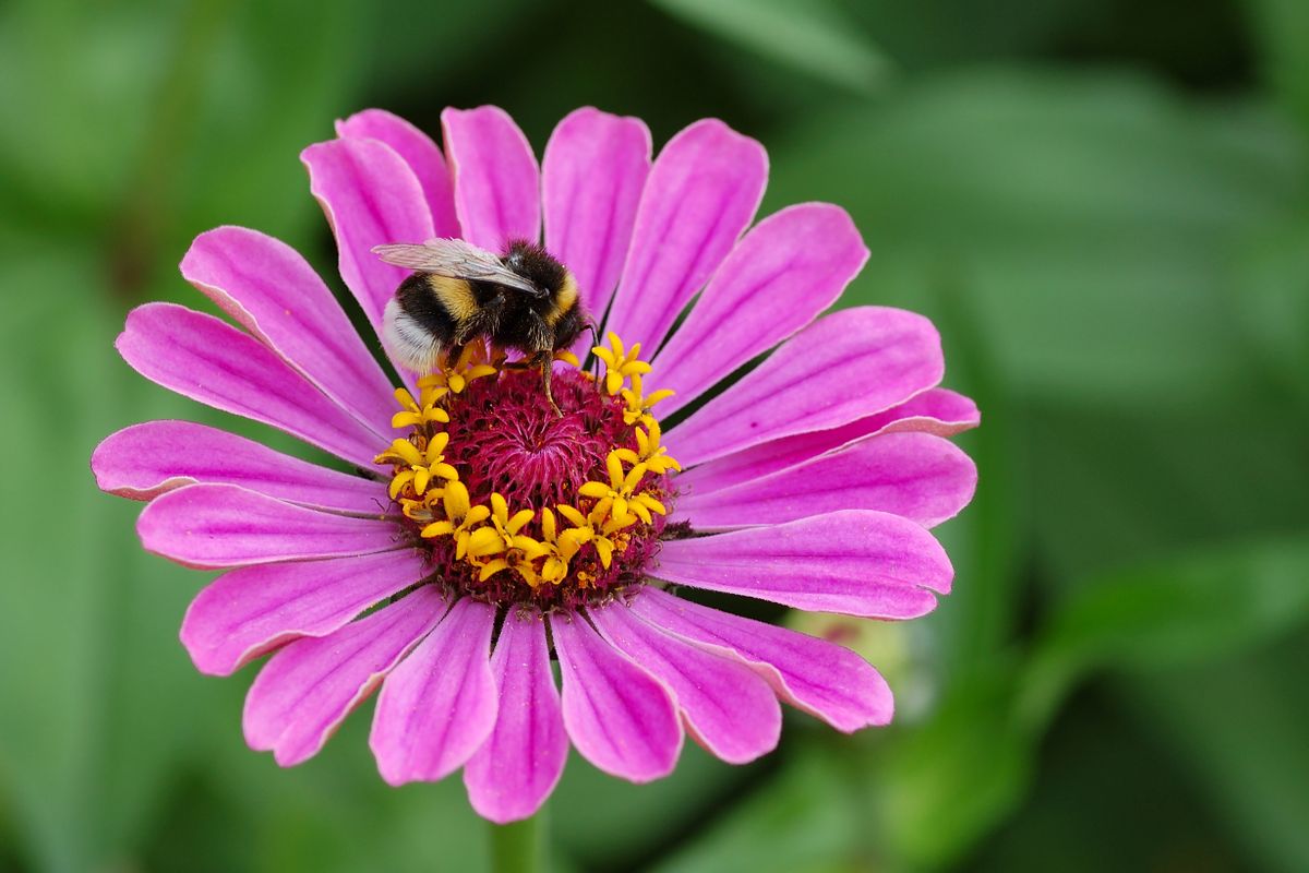 La zinnia es perfecta para crear macizos de flores en el jardín. La zinnia es perfecta para crear macizos de flores en el jardín.