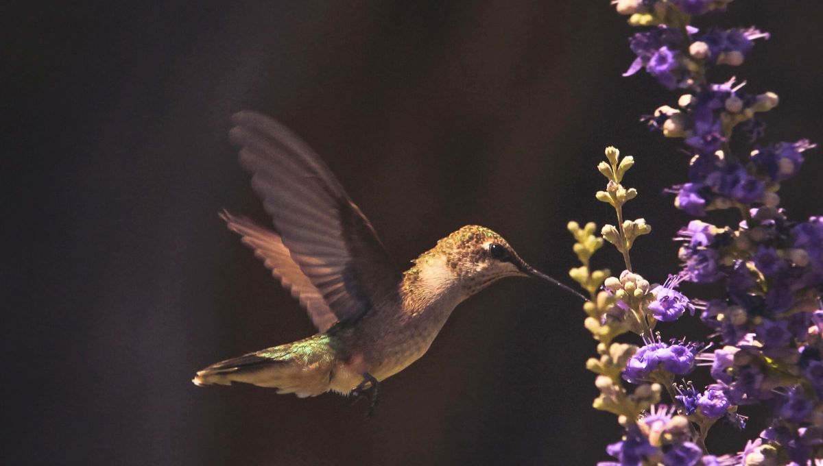 Aunque algunos no creen en el poder de su presencia; sin embargo, hay otros que sienten que si un colibrí aparece en el jardín, puede que traiga algún mensaje especial Aunque algunos no creen en el poder de su presencia; sin embargo, hay otros que sienten que si un colibrí aparece en el jardín, puede que traiga algún mensaje especial