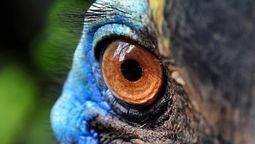 El animal que mide 2 metros, tiene la cabeza azul y es descendiente directo de los dinosaurios