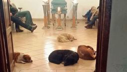 Los perros callejeros que recibían comida de una mujer se reunieron en su velorio en una emotiva despedida
