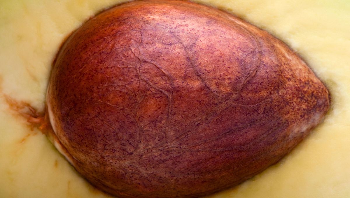 La palta combina muy bien con limón, cebolla y especias La palta combina muy bien con limón, cebolla y especias