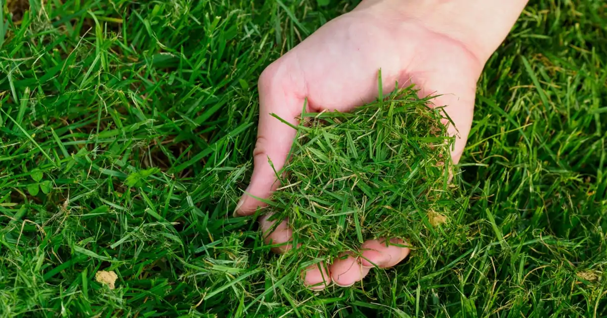 El césped recién cortado puede darle grandes beneficios a tus plantas. El césped recién cortado puede darle grandes beneficios a tus plantas. 
