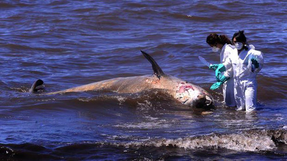Encontraron una ballena en la costa de Vicente López