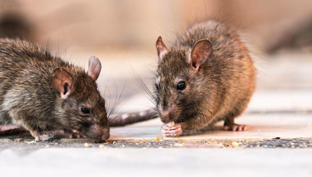 La presencia de las ratas en tu hogar puede estar determinada por una serie de semillas
