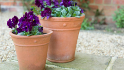 Con estos consejos de jardinería lograrás que tus plantas sobrevivan al crudo invierno.
