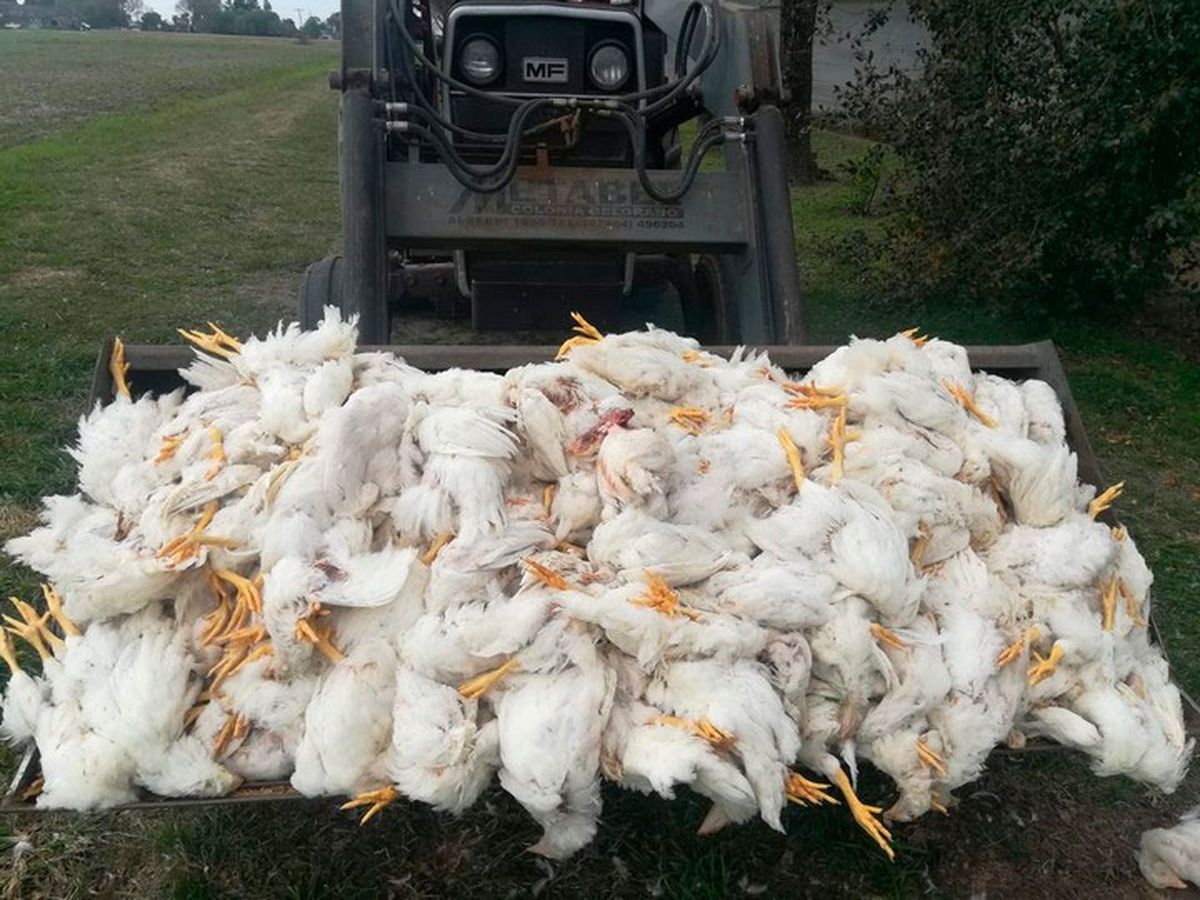 Santa Fe: Dos nenes fueron acusados de matar 700 gallinas