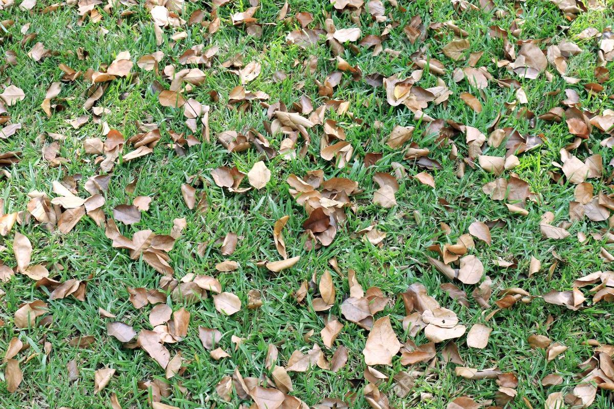 Existen personas que creen que las hojas en el jardín es sinónimo de desprolijidad. Existen personas que creen que las hojas en el jardín es sinónimo de desprolijidad.